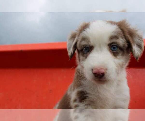 Medium Photo #1  Breeder Profile in MEADOWVIEW, VA, USA