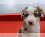 Small breeder photo