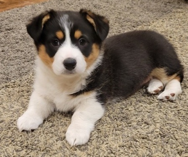 Medium Photo #23  Breeder Profile in AMERICUS, KS, USA