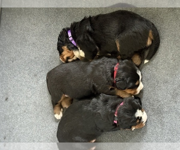 Medium Photo #7  Breeder Profile in MERCER, PA, USA