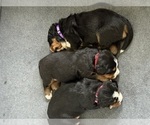 Small #6 Breeder Profile image