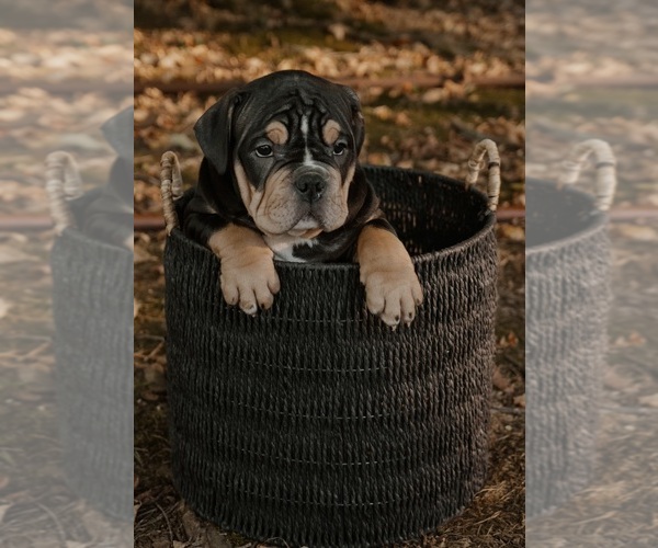 Medium Photo #10  Breeder Profile in BATTLE CREEK, MI, USA