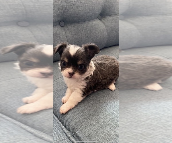 Medium Photo #8  Breeder Profile in RED BLUFF, CA, USA