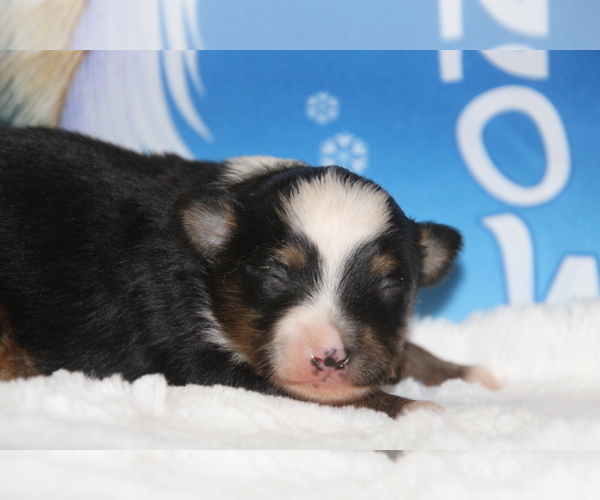 Medium Photo #1  Breeder Profile in KNOTTSVILLE, KY, USA