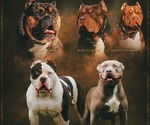 Small breeder photo