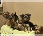 Small breeder photo