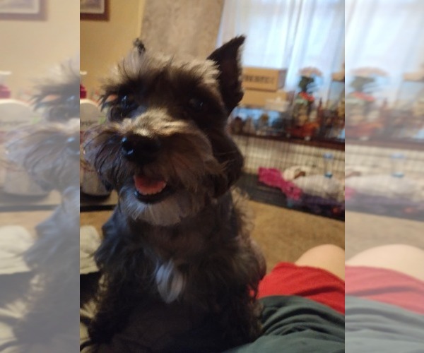 Medium Photo #13  Breeder Profile in ENID, OK, USA