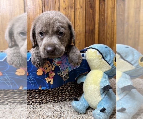 Medium Photo #34  Breeder Profile in NEOLA, WV, USA