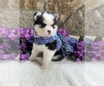 Small #39 Breeder Profile image