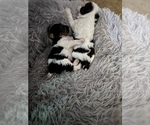 Small #9 Breeder Profile image