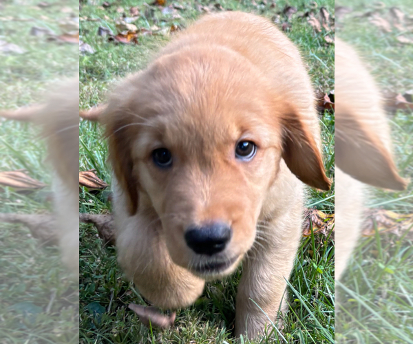 Medium Photo #5  Breeder Profile in LUTHERVILLE TIMONIUM, MD, USA