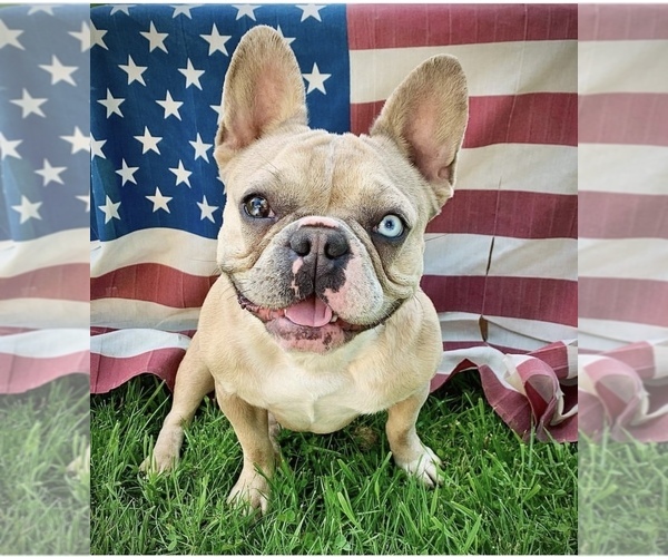 Medium Photo #1  Breeder Profile in HEATH, OH, USA