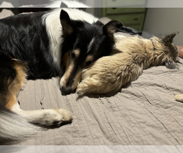Medium Photo #35  Breeder Profile in FAIR OAKS, CA, USA
