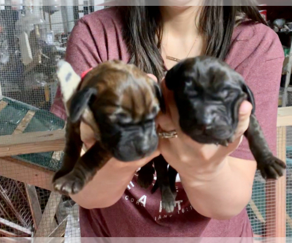 Medium Photo #8  Breeder Profile in BIRMINGHAM, PA, USA