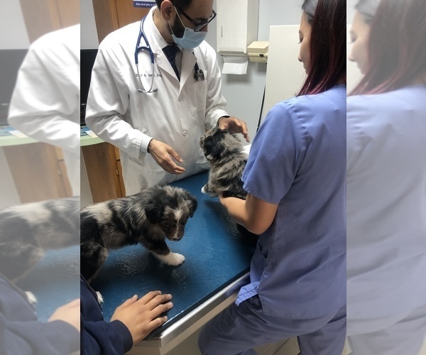 Medium Photo #96  Breeder Profile in SUNNYVALE, CA, USA