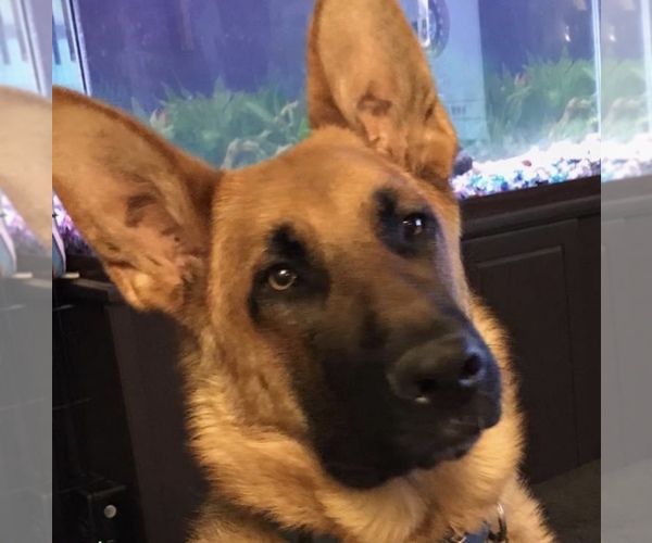 Medium Photo #1  Breeder Profile in SENECA, SC, USA