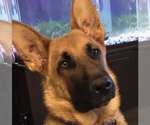 Small breeder photo