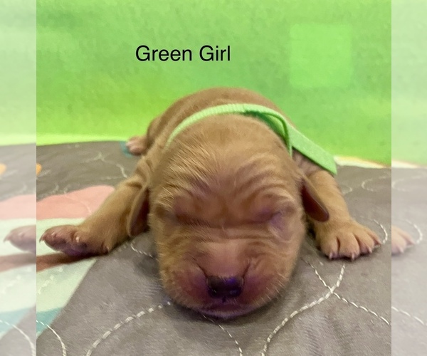 Medium Photo #9  Breeder Profile in IDAHO FALLS, ID, USA
