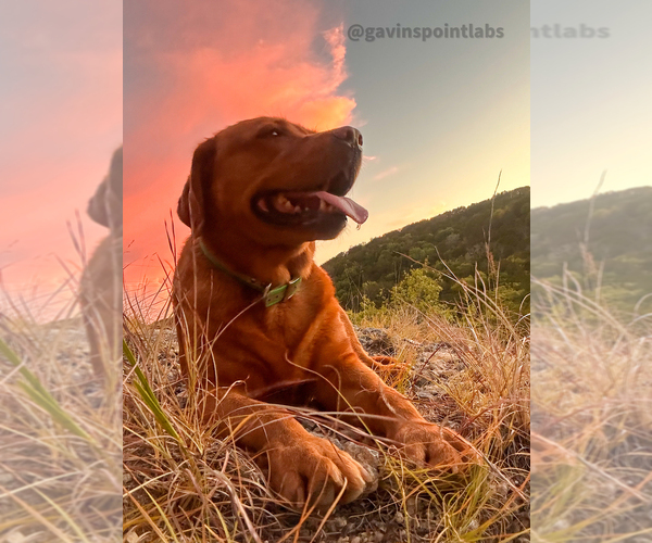 Medium Photo #8  Breeder Profile in BLUFF DALE, TX, USA