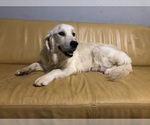 Small Photo #2  Breeder Profile in RALEIGH, NC, USA