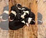 Small #13 Breeder Profile image