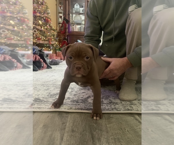 Medium Photo #50  Breeder Profile in COLUMBIA, KY, USA