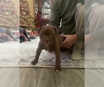 Small #49 Breeder Profile image