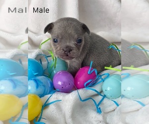 French Bulldog Dog Breeder near CASA GRANDE, AZ, USA