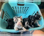 Small breeder photo
