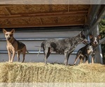 Small breeder photo