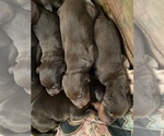 Small Photo #1  Breeder Profile in LUTHER, OK, USA
