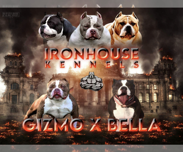 Medium Photo #1  Breeder Profile in SAN ANTONIO, TX, USA