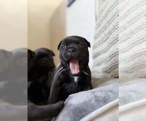 Staffordshire Bull Terrier Dog Breeder near LUTZ, FL, USA