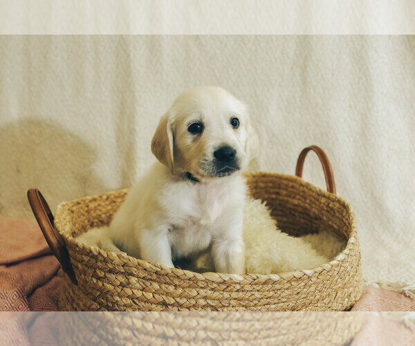 Medium Photo #30  Breeder Profile in MALDEN, MA, USA