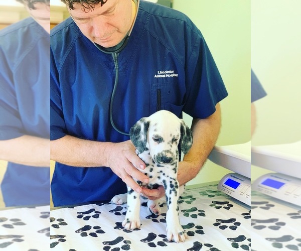 Medium Photo #1  Breeder Profile in LINCOLNTON, GA, USA