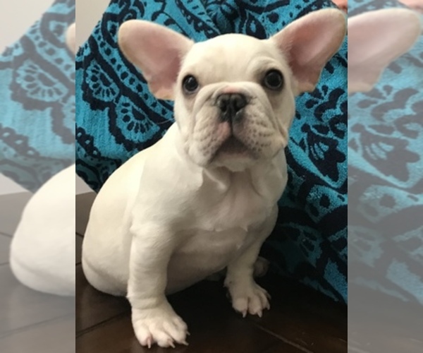 Medium Photo #1  Breeder Profile in ALLEN, TX, USA