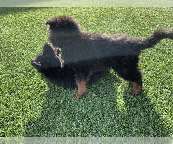 Medium Photo #161  Breeder Profile in PINON HILLS, CA, USA