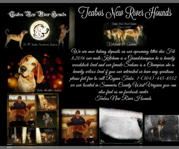 Medium Photo #1  Breeder Profile in HINTON, WV, USA