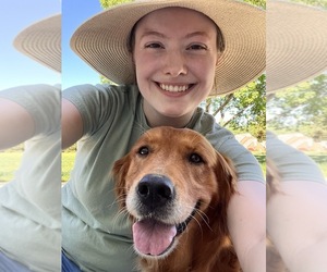 Golden Retriever Dog Breeder near HIGH POINT, NC, USA