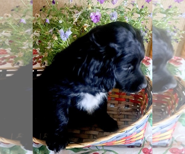 Medium Photo #1  Breeder Profile in INCHELIUM, WA, USA