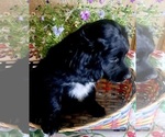 Small breeder photo
