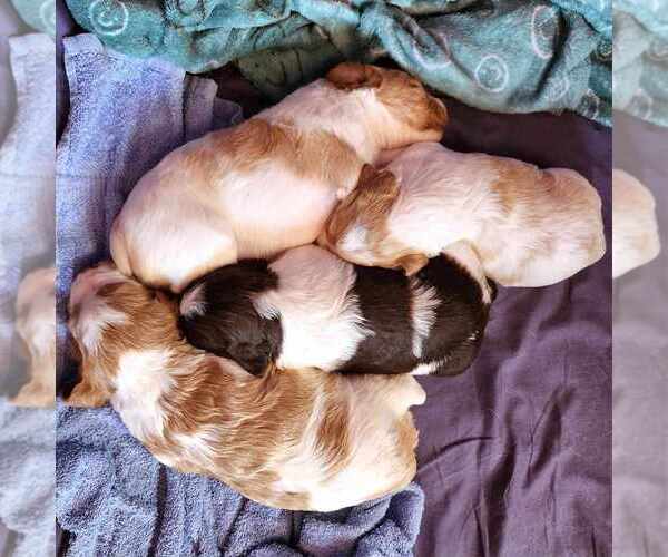 Medium Photo #1  Breeder Profile in WESTFIR, OR, USA
