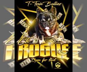 American Bully Dog Breeder near TEHACHAPI, CA, USA