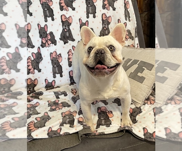 Medium Photo #1  Breeder Profile in HENDERSON, KY, USA