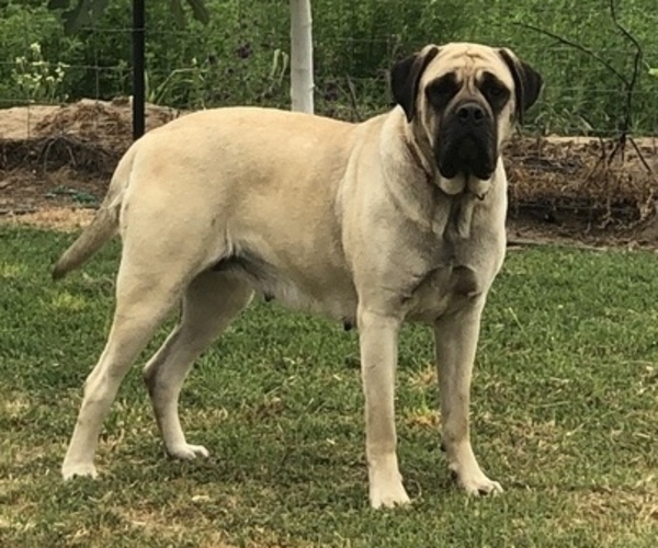 Medium Photo #1  Breeder Profile in STEVINSON, CA, USA