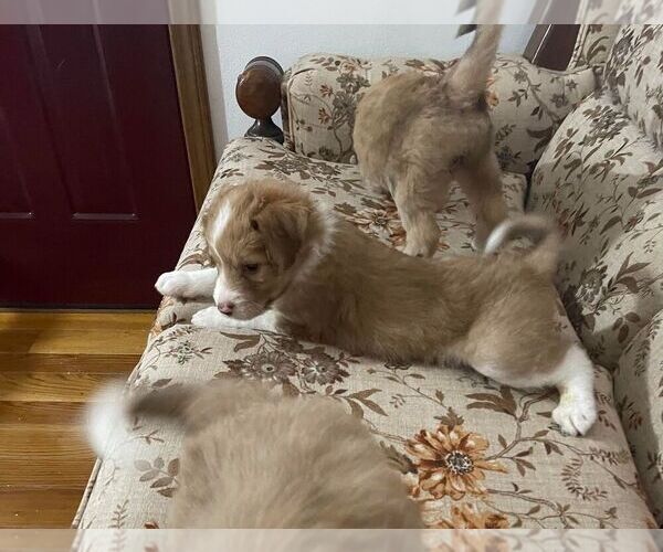 Medium Photo #1  Breeder Profile in RUSSELLVILLE, MO, USA