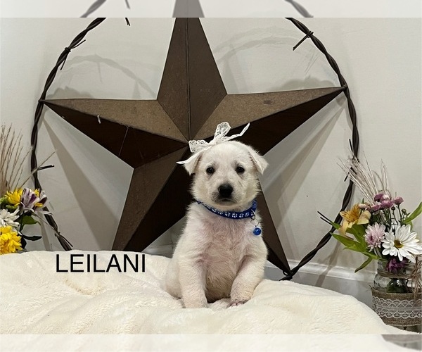 Medium Photo #21  Breeder Profile in GRIFFIN, GA, USA