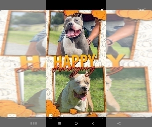 Medium Photo #1  Breeder Profile in COVINGTON, GA, USA