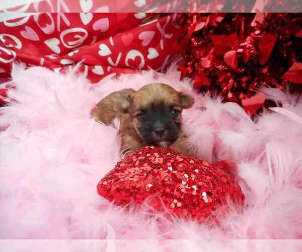 Medium Photo #6  Breeder Profile in CENTENNIAL, CO, USA
