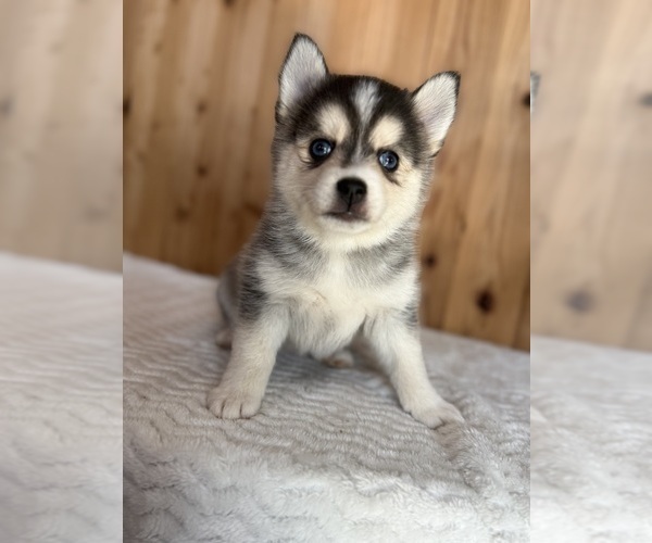 Medium Photo #31  Breeder Profile in STAPLES, MN, USA